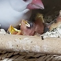 文鳥のヒナ里親募集！！