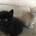 子猫2匹