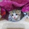 Y様宅にお引越し♡アイル君♡すくすく育ってます♡