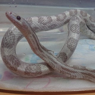 コーンスネーク２匹