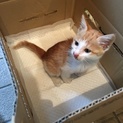 元気いっぱいのメスの子猫です