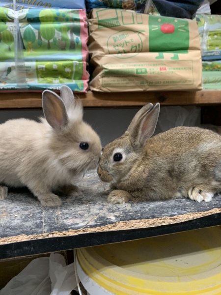 生後１ヶ月 ミニウサギの 神奈川県 小動物の里親募集 ペットのおうち 月間利用者150万人
