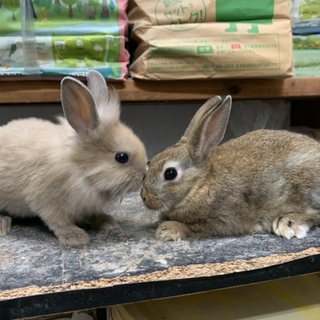 生後１ヶ月、ミニウサギの里親募集