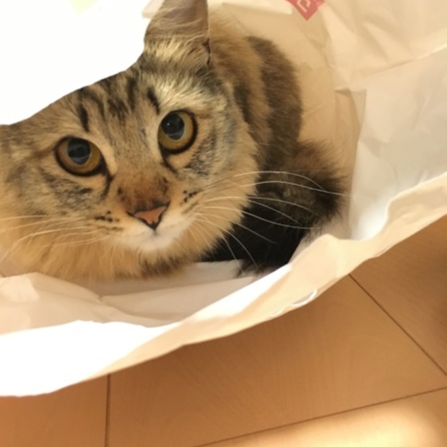 アーキンのカバー写真