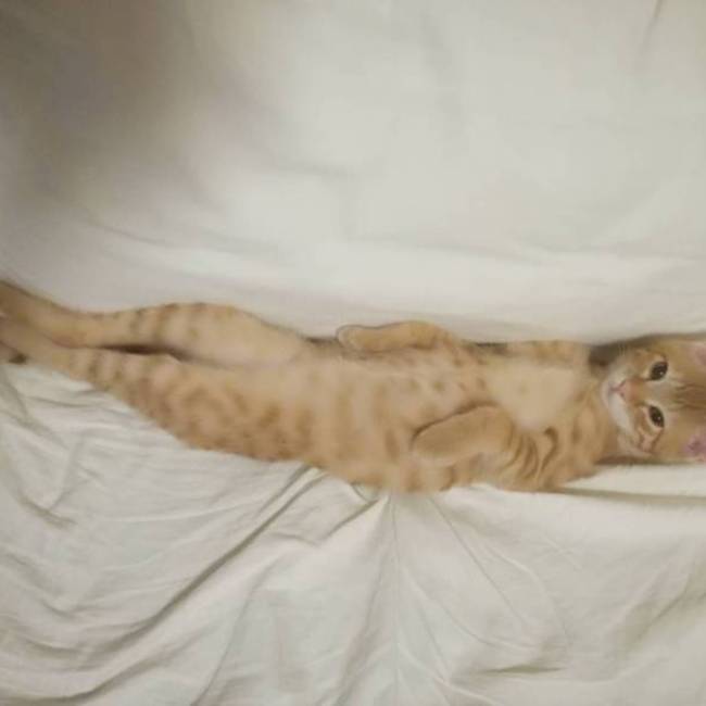 ツキネコるーちゃんのカバー写真