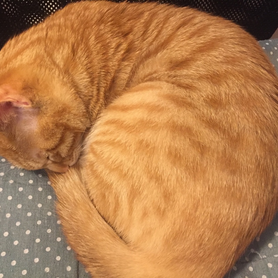 ルークのカバー写真