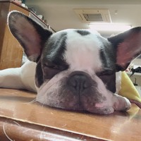 モック