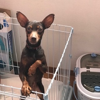 甘えん坊の人懐こい女の子です。