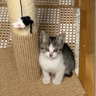 里親さま決まりました☆