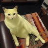 なちこ609