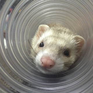 パスバレーフェレット