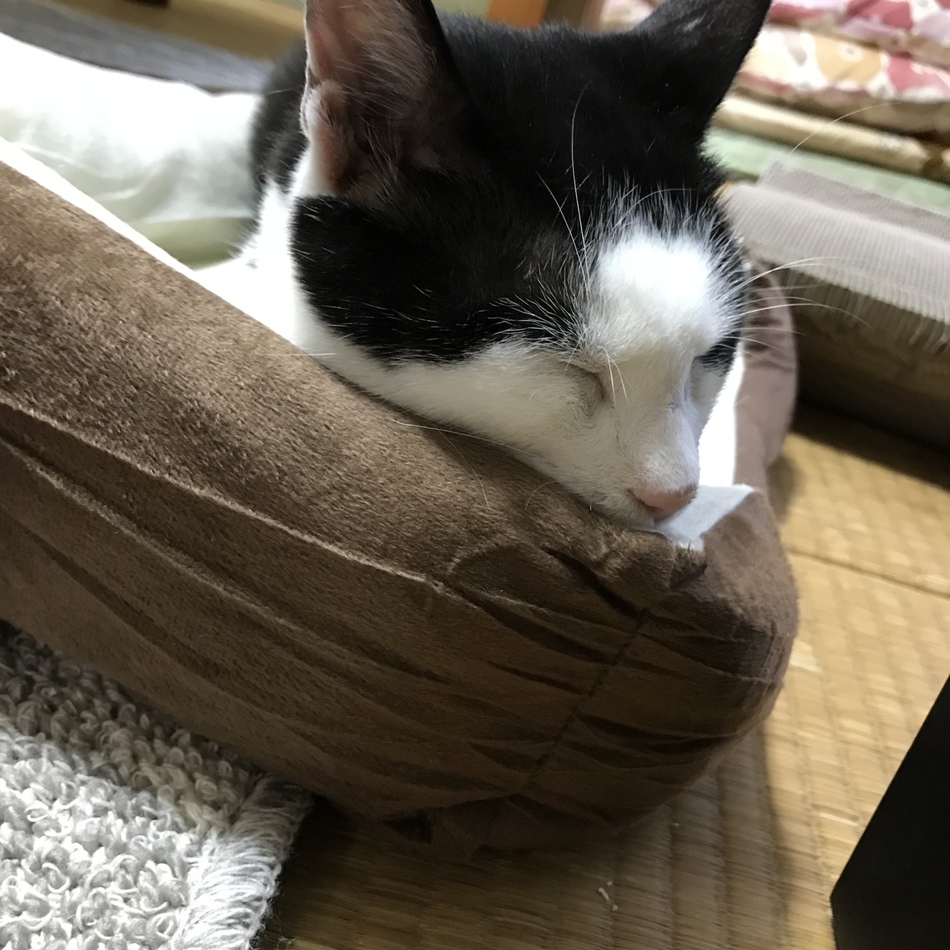 はじめのカバー写真