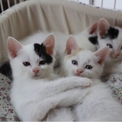 ねこの譲渡会＠出町商店街 サムネイル2
