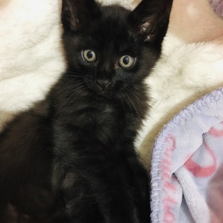 超甘えん坊な黒猫男子＊紬くん