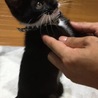妃鈴