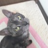 ฅ(^^ฅ)　
