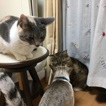 かりんちゃんは誰とでも仲良く出来る子