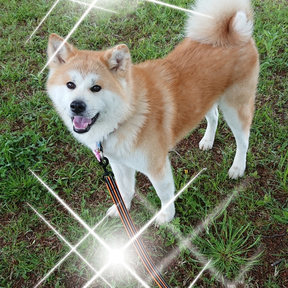 桃のカバー写真