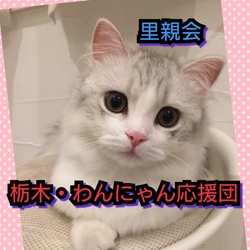 栃木・わんにゃん応援団 譲渡会