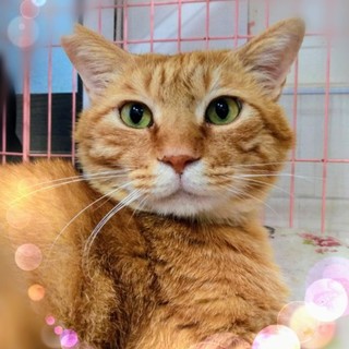 FIVキャリアでも元気いっぱい☆草太くん推定3歳