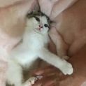 ベタベタっ子性格