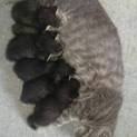 かわいい6匹の子猫ちゃん