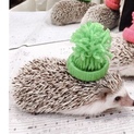3歳のハリネズミさんの里親さん探してます