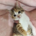 美可愛い三毛チビ