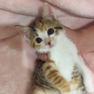 美可愛い三毛チビ