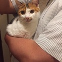2kgの小柄三毛ちゃん