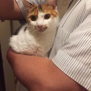 2kgの小柄三毛ちゃん