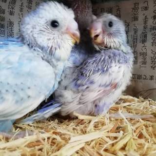 5月産まれ三羽雛