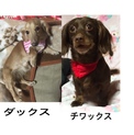 ・ ダックスとチワックス  (２匹優先)