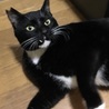 7歳半　白黒猫　穏やかなふくくん サムネイル2