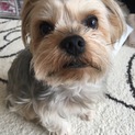 ミッキーちゃんの里親さんを探しています！
