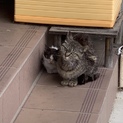 野良猫です。どなたか保護できませんか……？