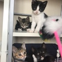里親様決まりました。生後1ヶ月半の元気な子猫達
