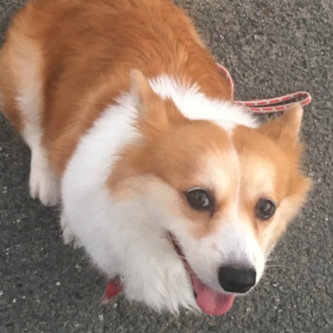 サリア二号のカバー写真