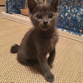 かっこいい系の僕です。