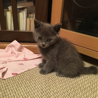 しっかり長女タイプです！