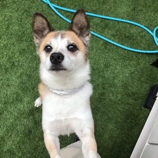 性格抜群☆柴MIX☆マオ☆