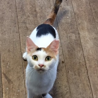 マイペース女子！りんご猫ですが扱いやすいです。