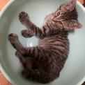 畑の子猫と親猫を保護しました！