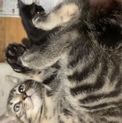 畑の倉庫にいた子猫を保護しました！2