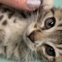 畑の倉庫にいた子猫を保護しました。3