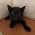 幸せを呼ぶ黒猫ちゃん
