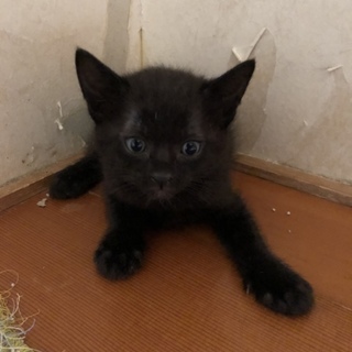 幸せを呼ぶ黒猫ちゃん