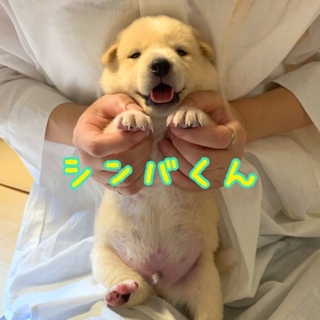 シンバくん 男の子 甘えたさん