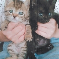 仔猫の里親募集します(2匹)