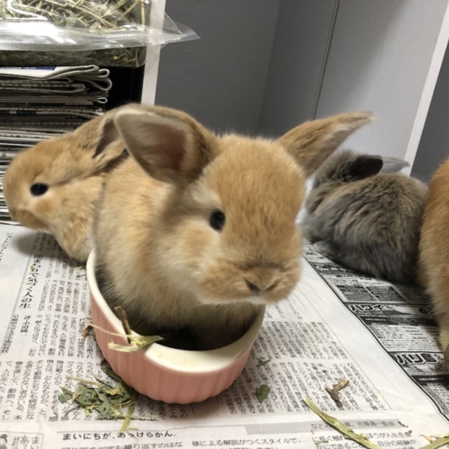ロップな愉快な仲間たち☺︎のカバー写真